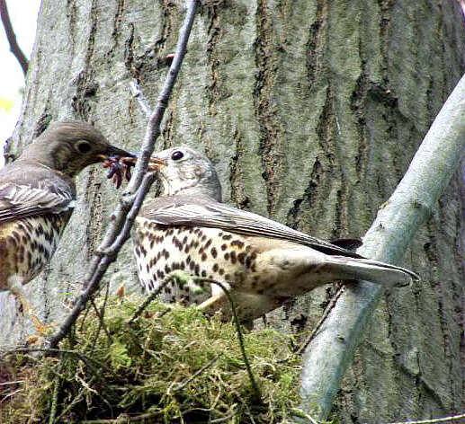 Image of Mistle Thrush