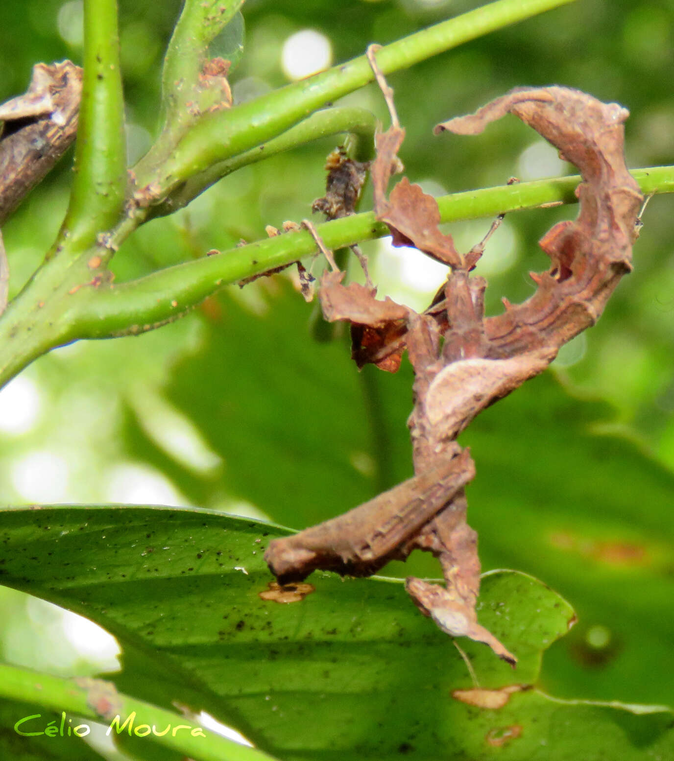 Image of Stenophylla cornigera Westwood 1843