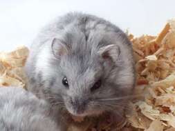 Image de Hamster de Campbell