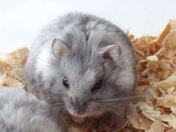 Image of Campbell's Hamster