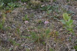 Sivun Oxytropis sordida kuva