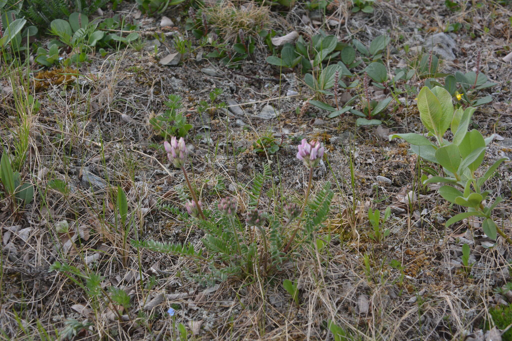 Sivun Oxytropis sordida kuva