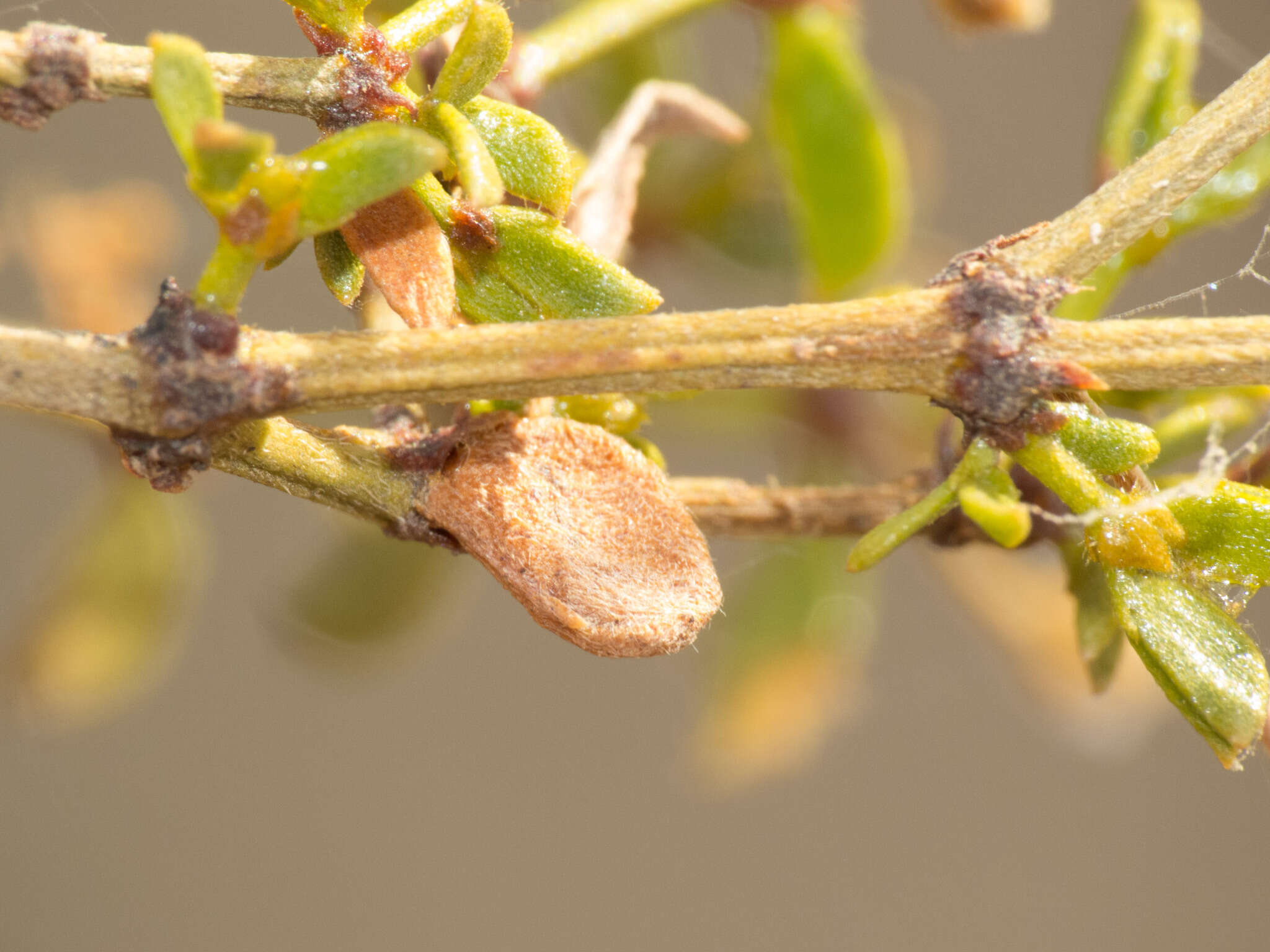 Image de Asphondylia discalis Gagne 1990