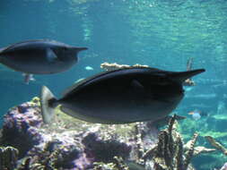 Image of Brown Unicornfish