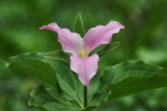 Imagem de Trillium grandiflorum (Michx.) Salisb.