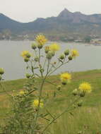 Image of Centaurea salonitana Vis.