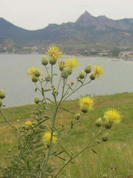 Image of Centaurea salonitana Vis.