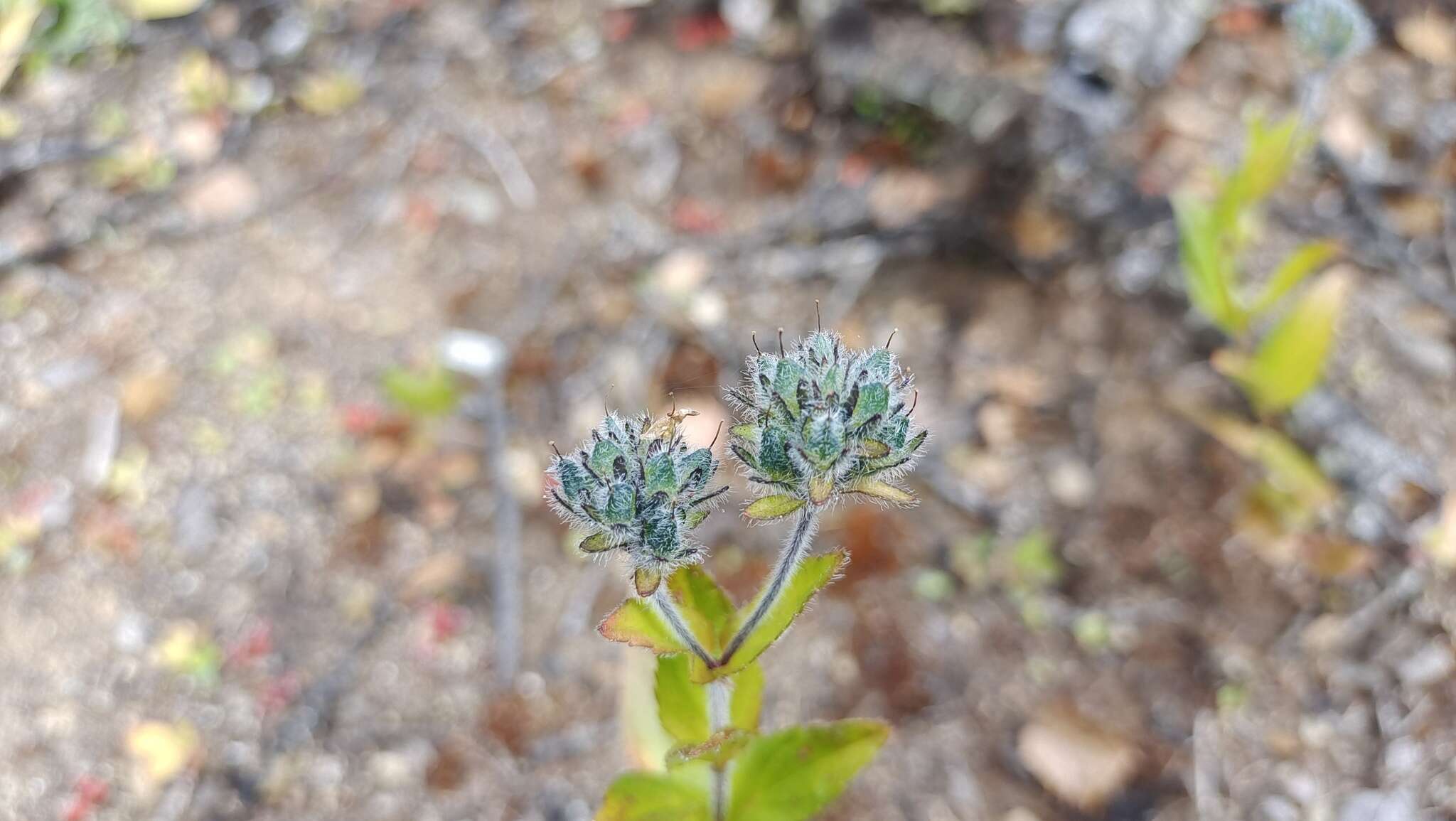 Imagem de Veronica ciliata subsp. cephaloides (Pennell) D. Y. Hong