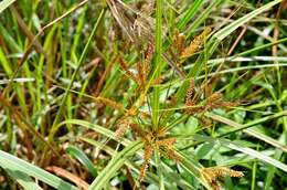 Image de Cyperus exaltatus Retz.