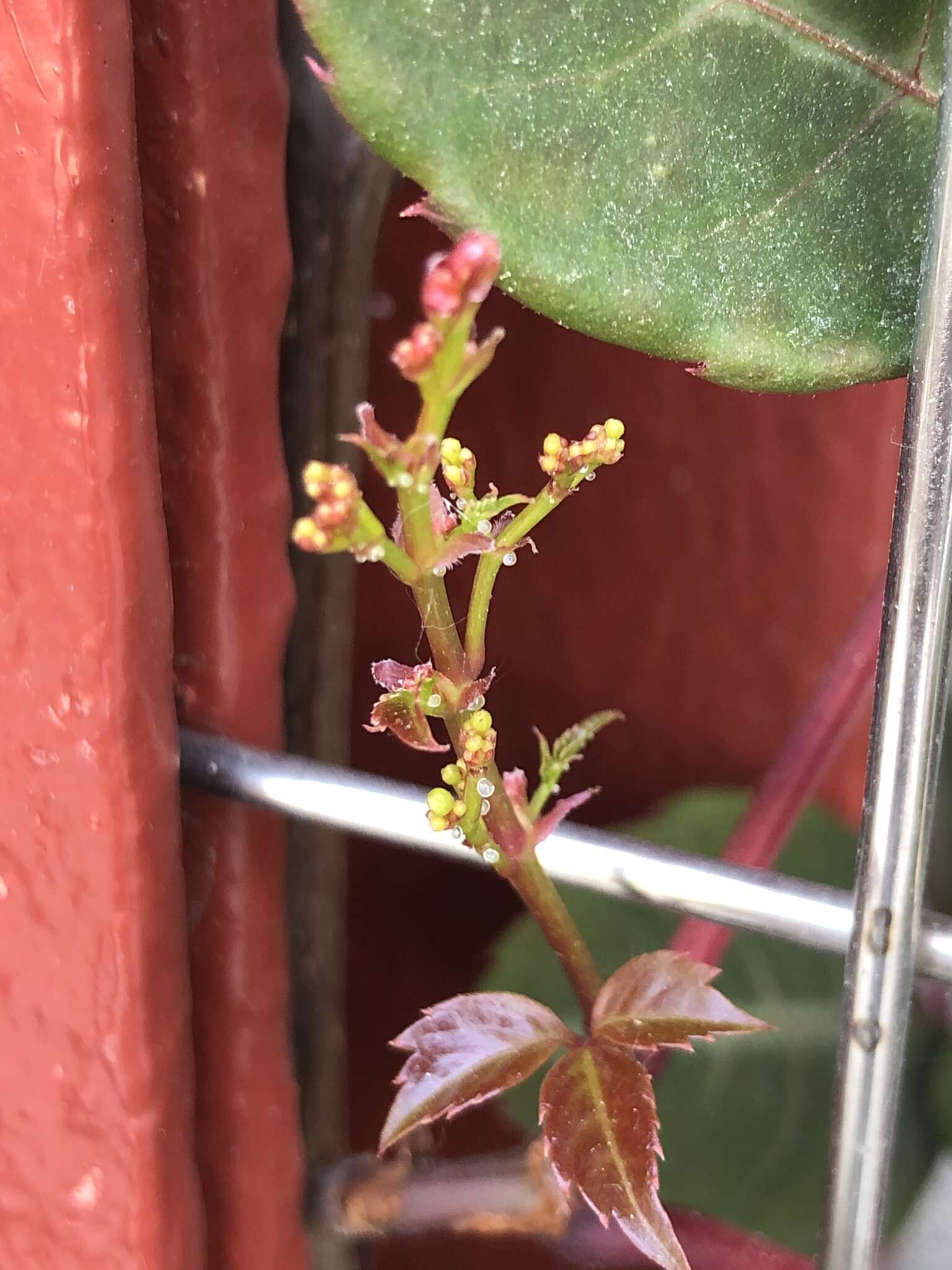 Image de Parthenocissus henryana (Hemsl.) Diels & Gilg