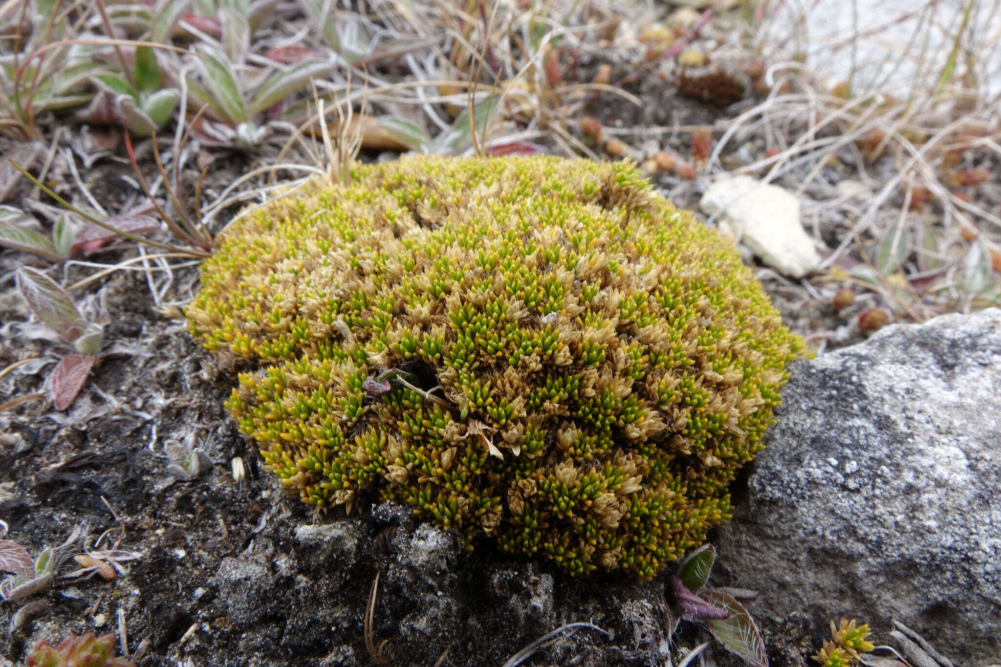 Image of Colobanthus brevisepalus T. Kirk