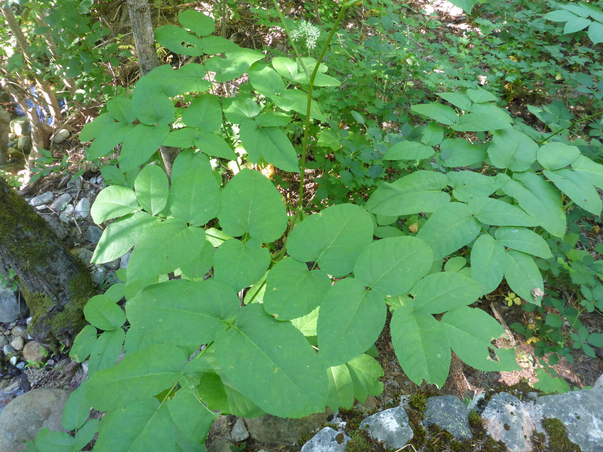 Image of California spikenard