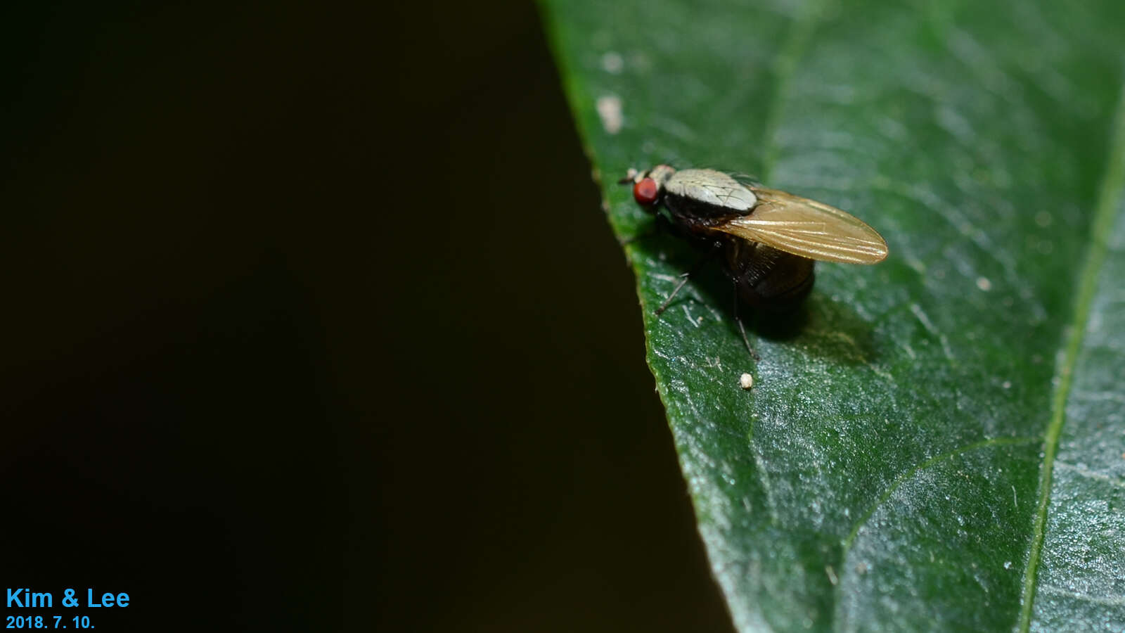 Image of Minettia nigriventris (Czerny 1932)