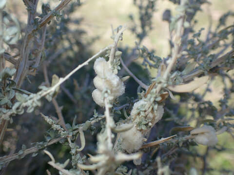 Image of Asphondylia floccosa Gagne 1986