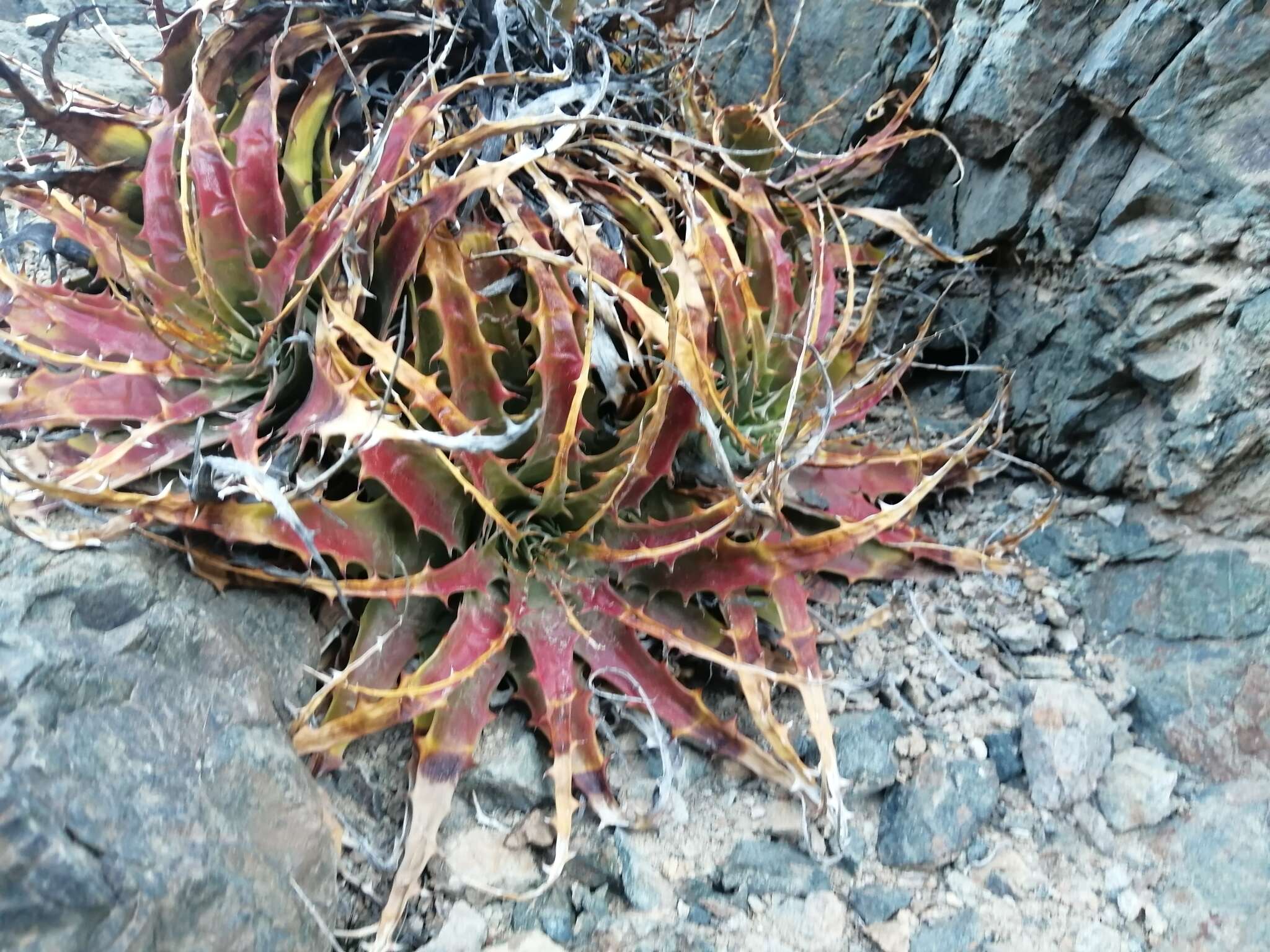 Image of Deuterocohnia chrysantha (Phil.) Mez