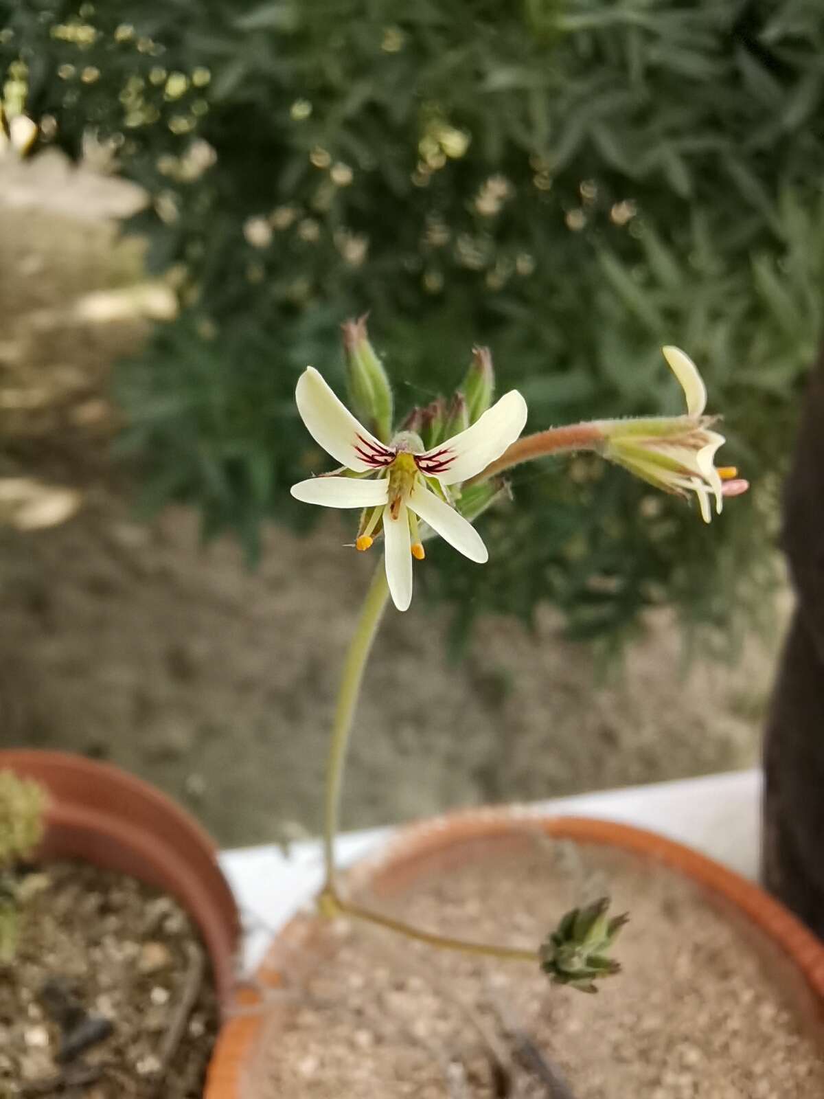 Image of Pelargonium confertum E. M. Marais