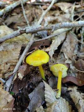 Image de Hygrophore jaune soufre