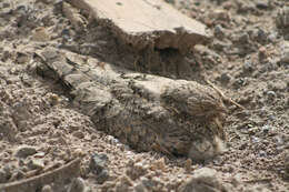 Image of Egyptian Nightjar