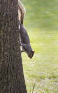 Image of Sciurus subgen. Sciurus Linnaeus 1758