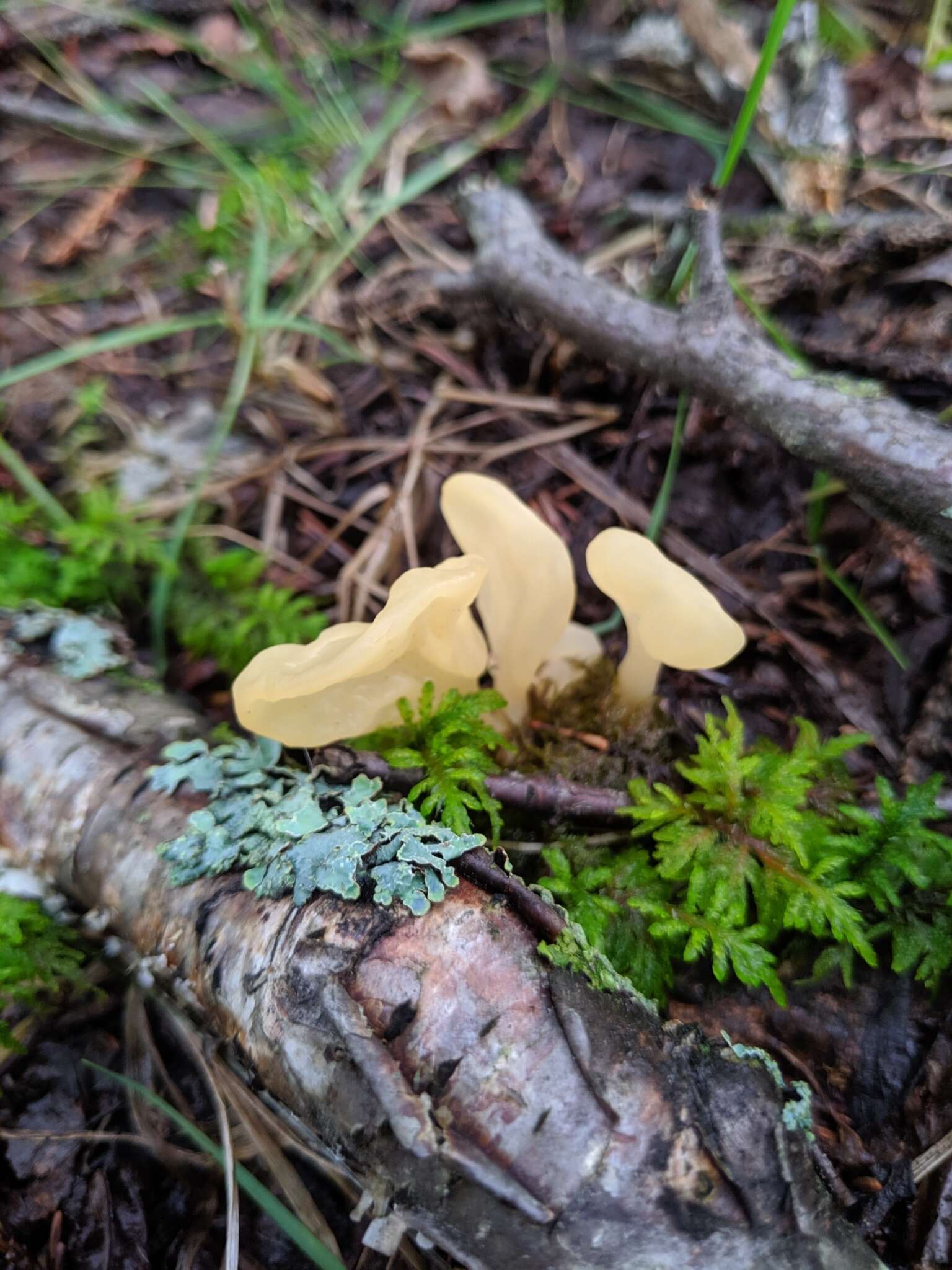 Image of Spathularia flavida Pers.