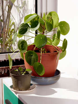 Image de Pilea peperomioides Diels