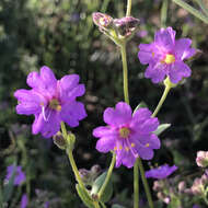 Image of California four o'clock