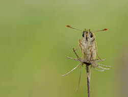 Image of small skipper