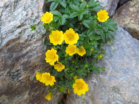 Image of Potentilla aurea L.