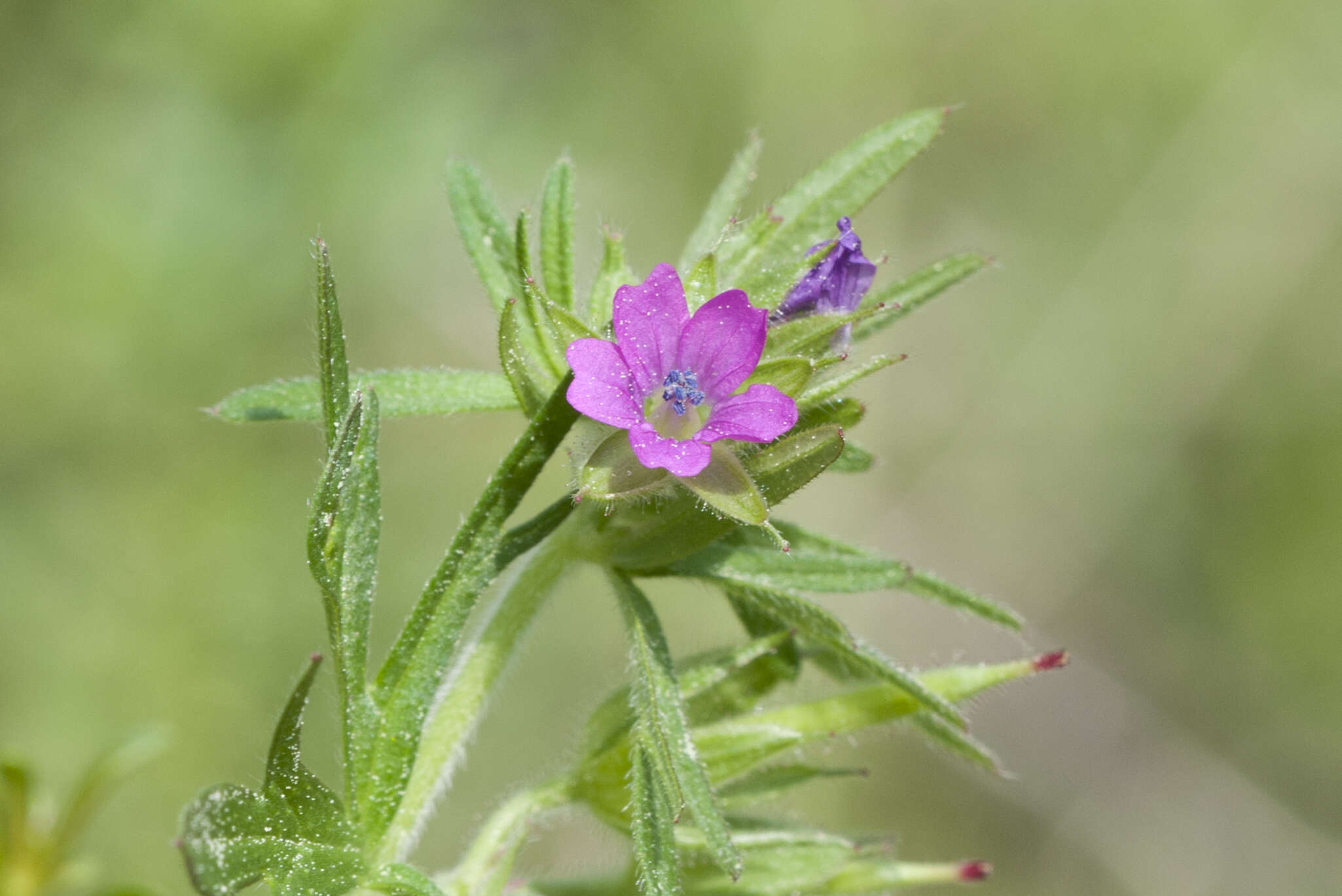 Plancia ëd Geranium dissectum L.