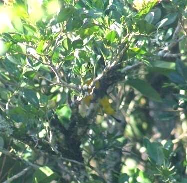 Image of Euphonia violacea aurantiicollis Bertoni & AW 1901