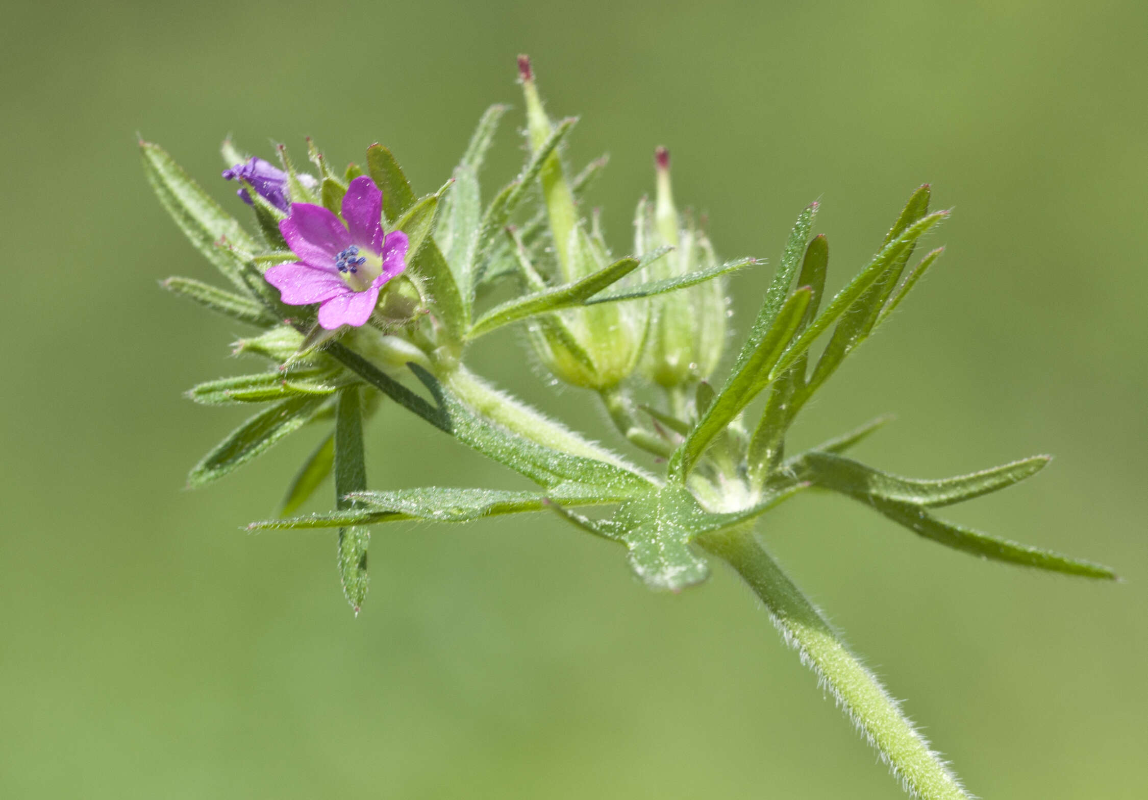 Image of cut-leaved cranesbill