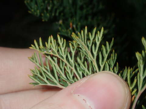 Image of Banksia bipinnatifida subsp. multifida (A. S. George) A. R. Mast & K. R. Thiele