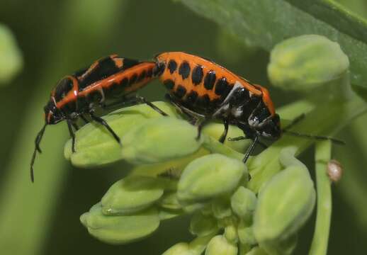 Image of Raphanus sativus var. sativus