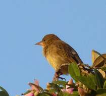 Image of Cape Weaver