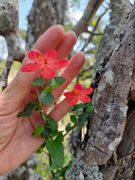 Hibiscus praeteritus R. A. Dyer的圖片