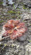 Image of Drosera whittakeri Planch.