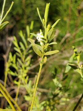 Image of Olax stricta R. Br.