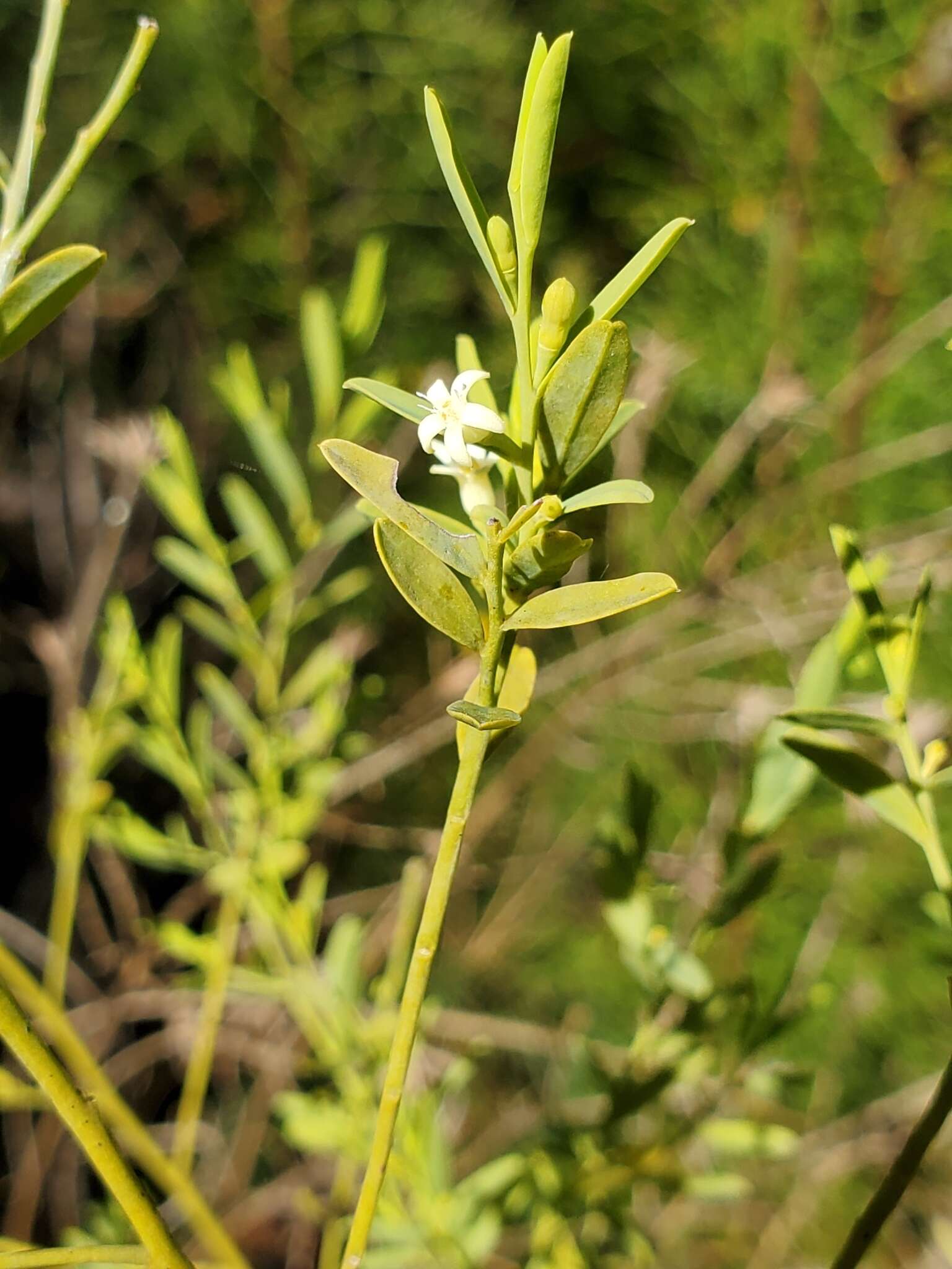 Sivun Olax stricta R. Br. kuva