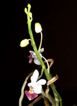 Image of Phalaenopsis parishii Rchb. fil.