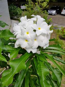 Image of bridal boquet