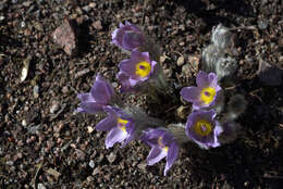 Image of Greater Pasque Flower