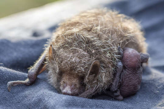 Image of Greater Tube-nosed Bat