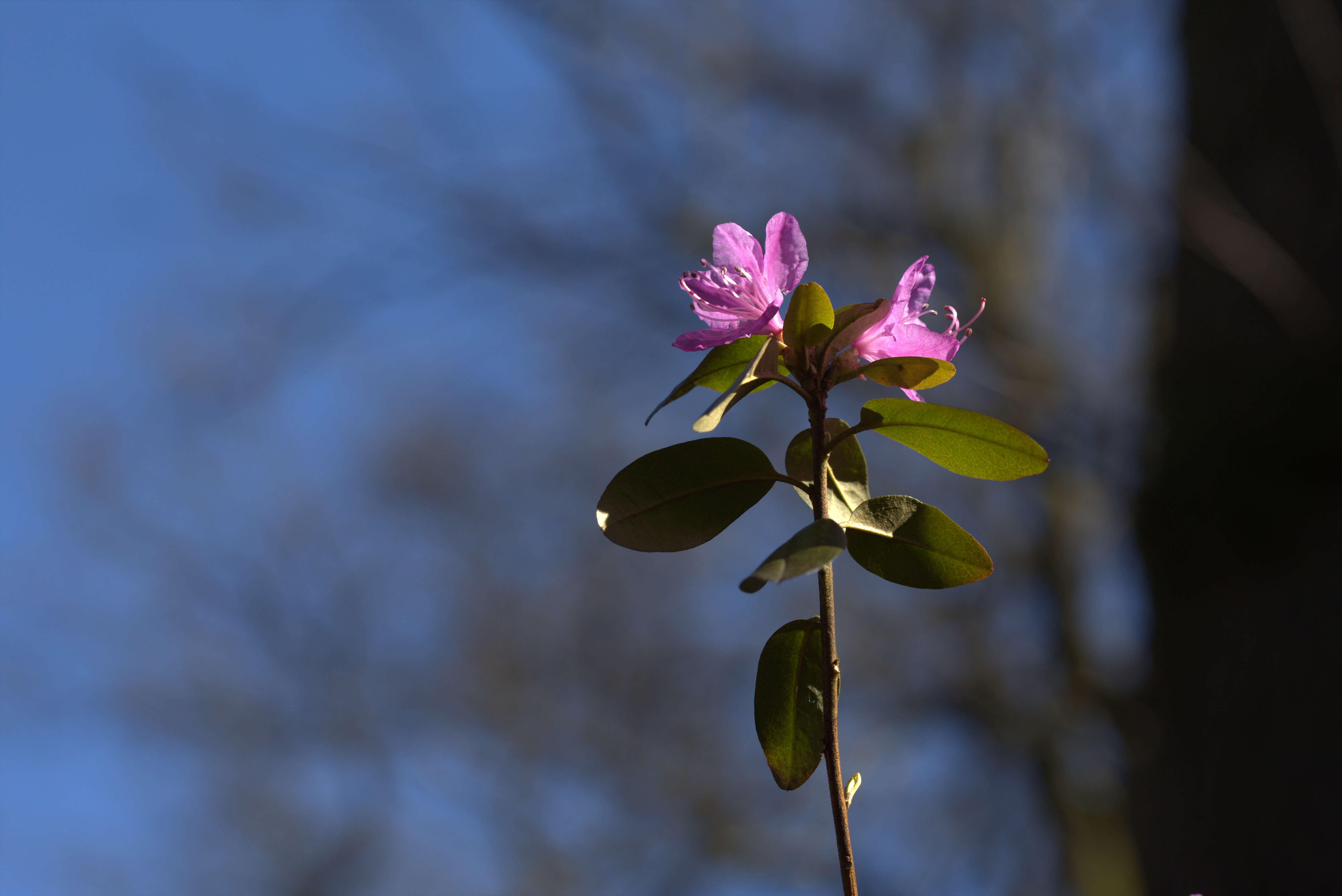صورة Rhododendron dauricum L.