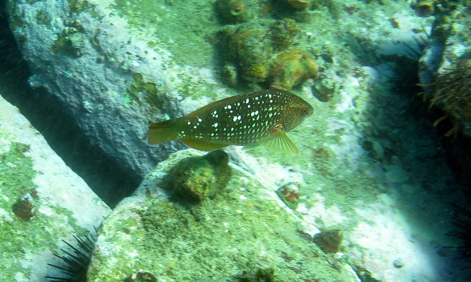 Image of Crimson banded wrasse