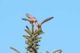 Image of kestrel, common kestrel