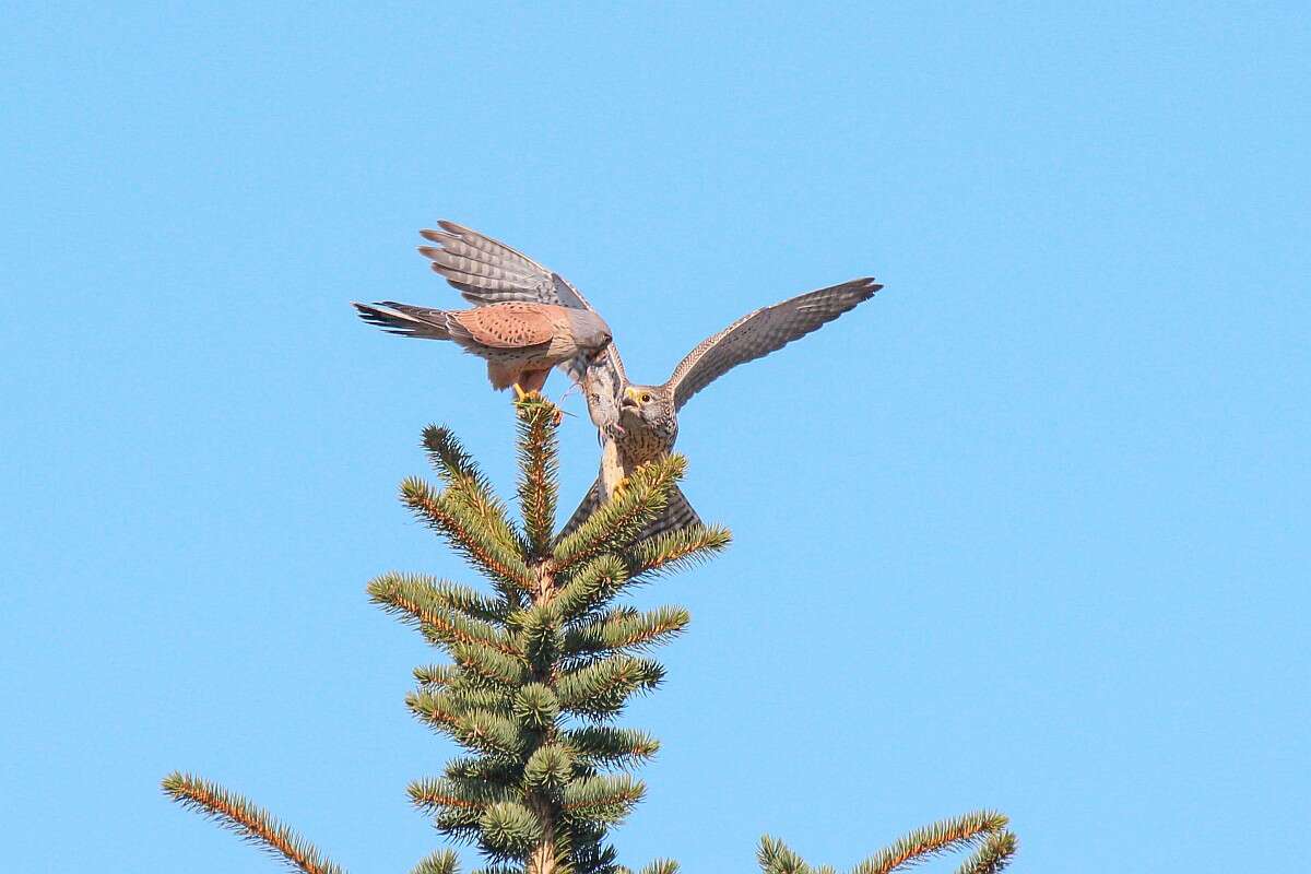 Image of kestrel, common kestrel