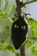 Imagem de Sternocera orissa Buquet 1837