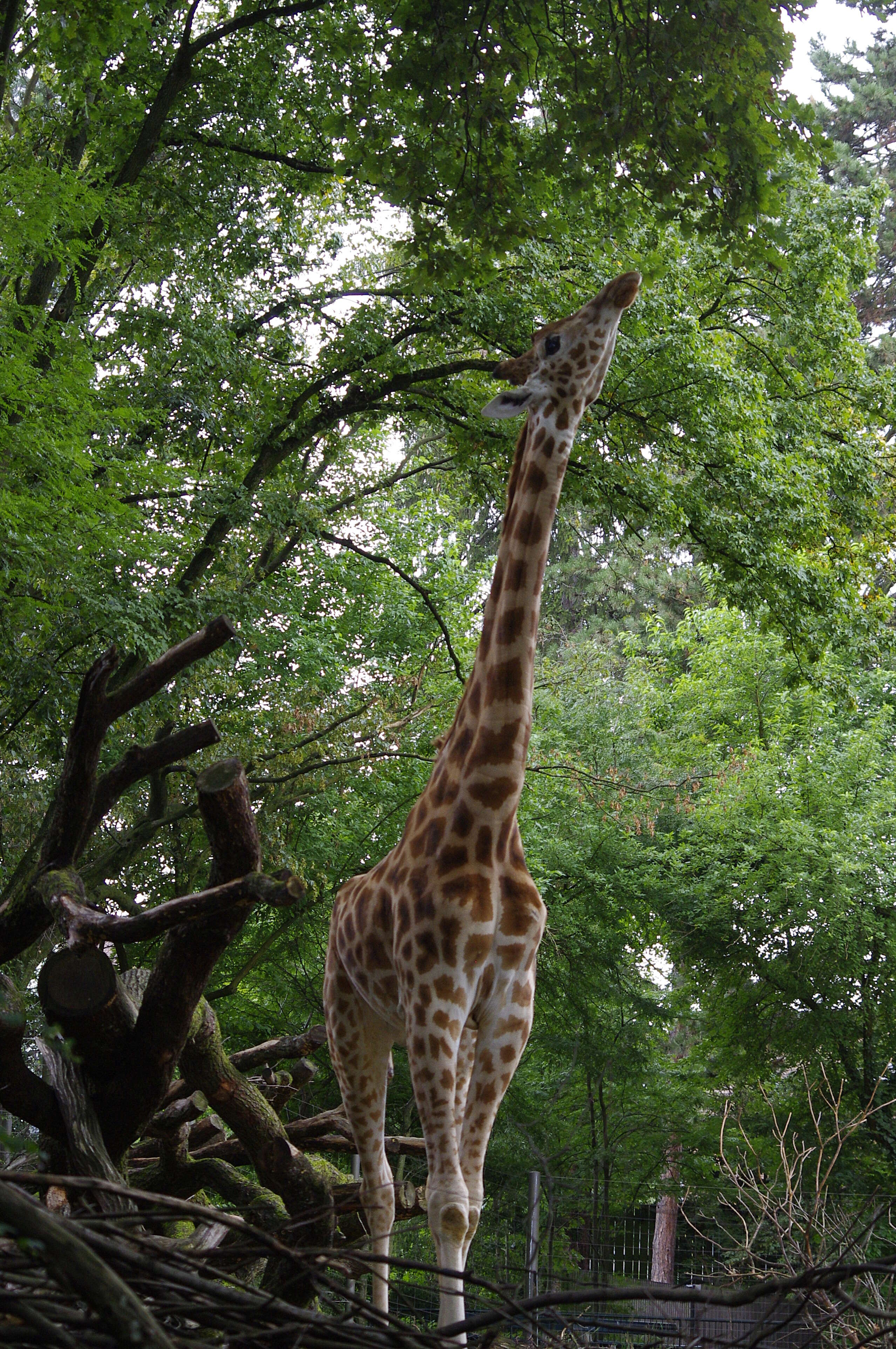 Image of Kordofan giraffe