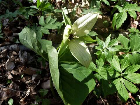 Image of Trillium erectum var. erectum