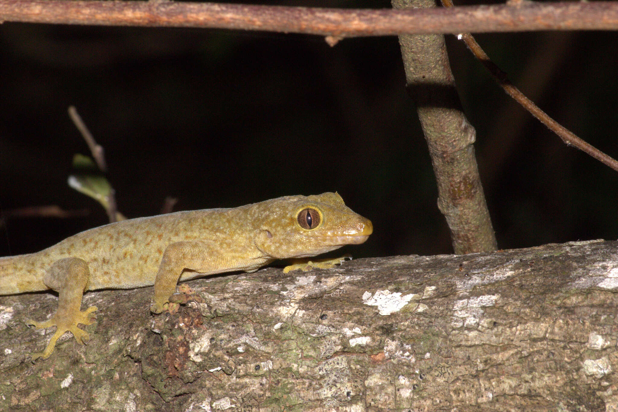 Image of Saint George Island Gecko